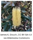 Banksia.jpg