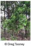 Bribie Island Pine.jpg