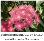 Close-up of a bloodwood tree showing its flowers and surrounding leaves