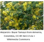 Tree branches covered in clusters of small yellow flowers
